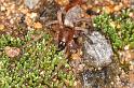 Clubiona_lutescens_D4880_Z_89_Les Gris_Frankrijk